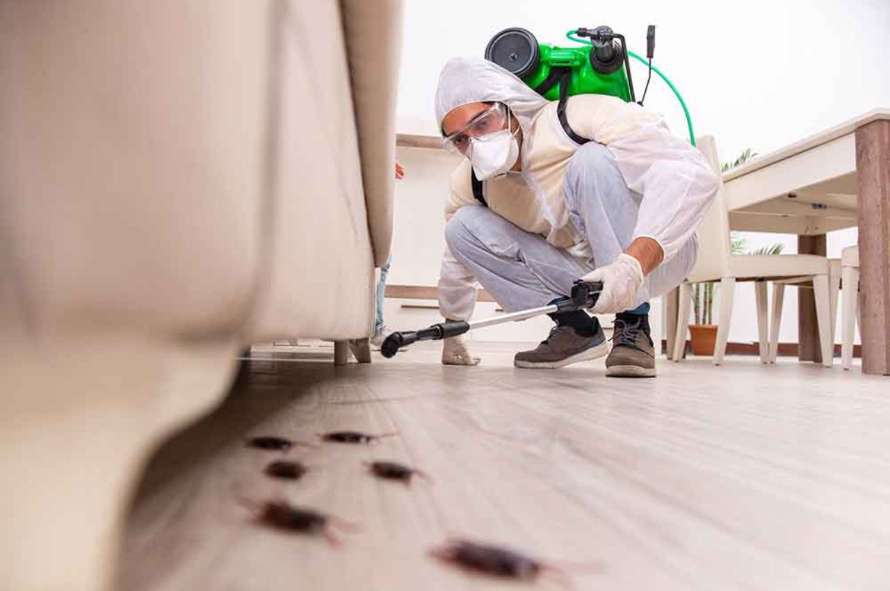 Expert pest control service in Dhaka. Say goodbye to pests.