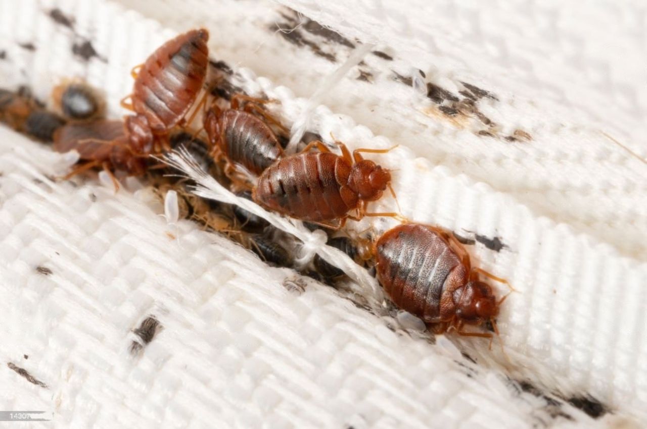 Bed bugs control services in dhaka