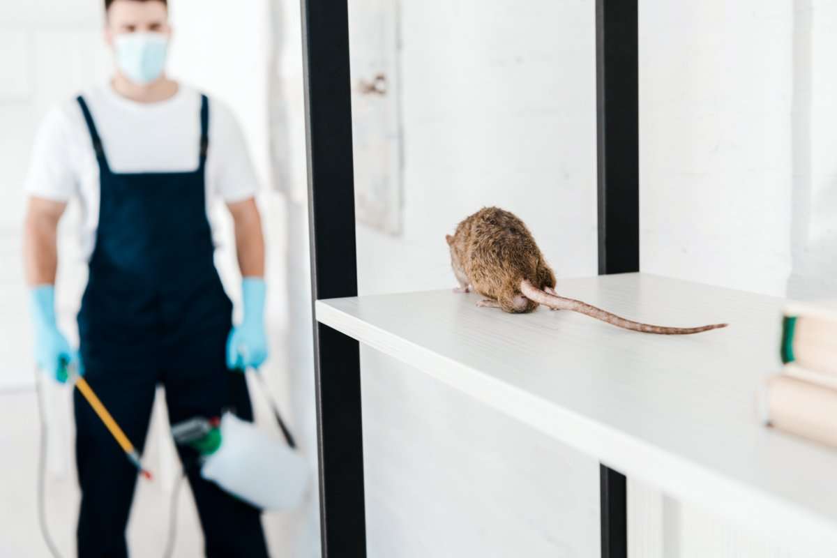 rat control service in Dhaka